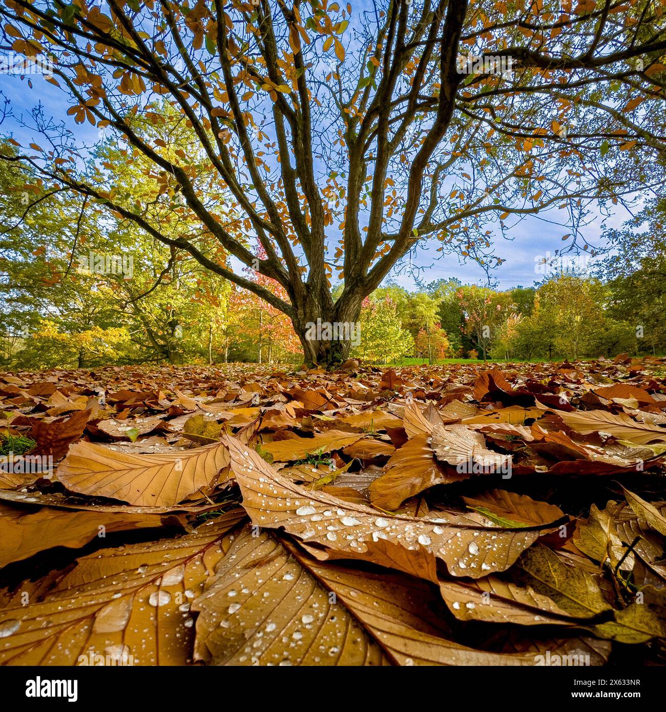 Dramatische Aufnahme von braunen, gefallenen Buchenblättern mit Wassertropfen, mit einem Baum in der Ferne vor einem blauen Herbsthimmel Stockfoto