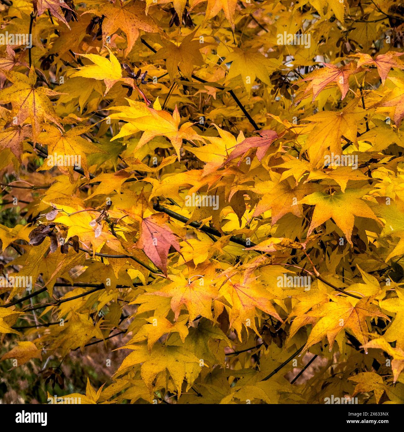 Acer Palmatum mit gelber und roter Herbstfarbe Stockfoto