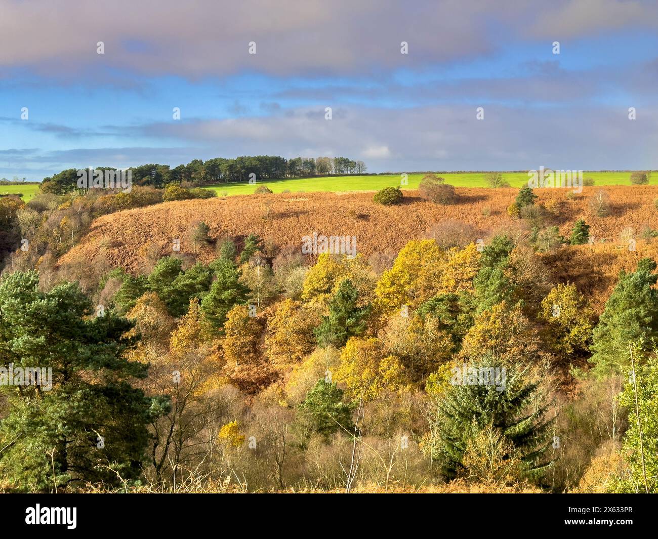 Bridestones Naturschutzgebiet im Dalby Forest. North Yorkshire. UK Stockfoto