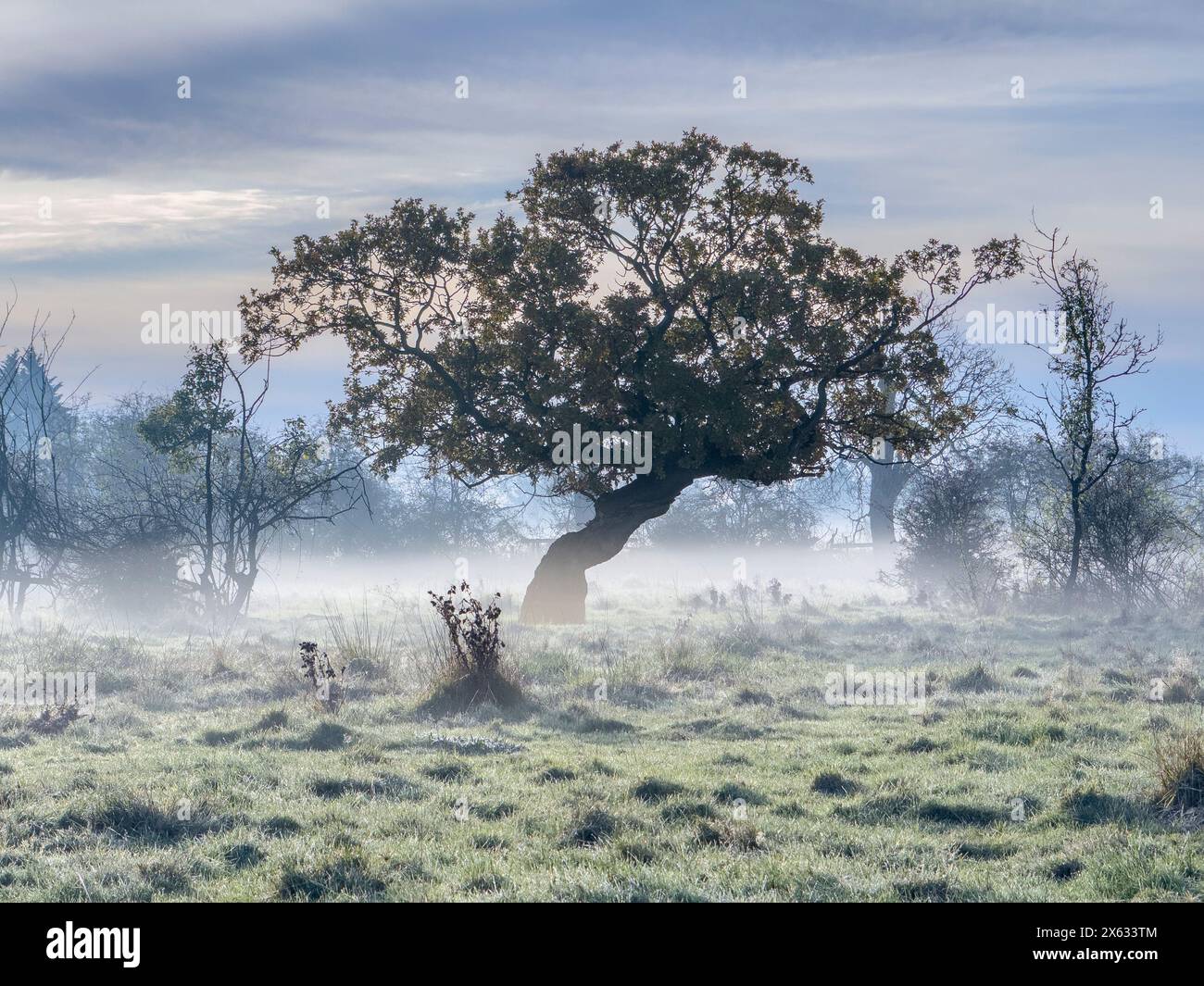 Baum mit knorrigem Stamm vor blauem Himmel mit Bodennebel. UK Stockfoto