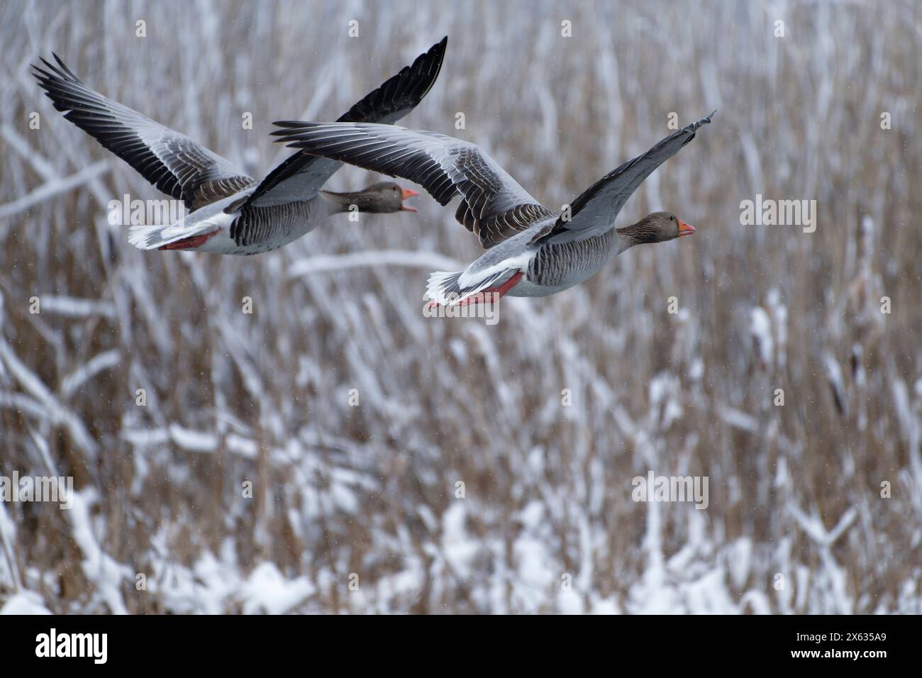 Zwei Graugänse fliegen vor schneebedecktem Schilf nach starkem Schneefall Ende April in Helsinki, Finnland, im kältesten brombeerwinter seit zehn Jahren Stockfoto