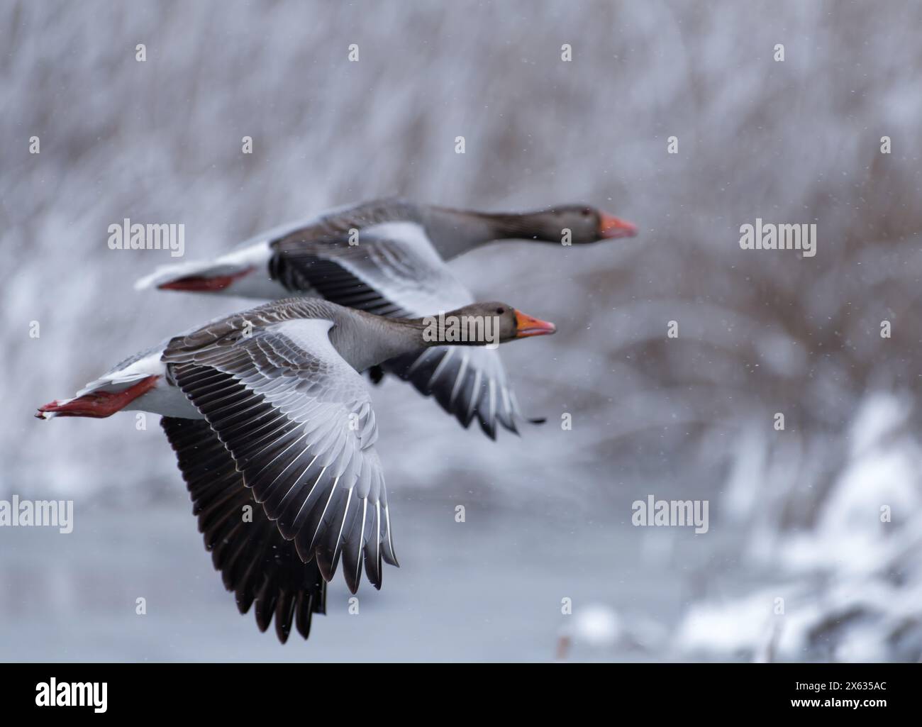 Zwei Graugänse fliegen vor schneebedecktem Schilf nach starkem Schneefall Ende April in Helsinki, Finnland, im kältesten brombeerwinter im Dezember Stockfoto