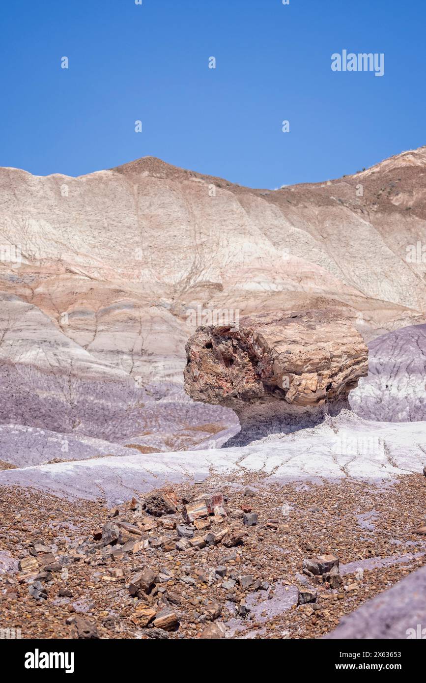 Großes Stück farbenfrohen versteinerten Holzes entlang des Blue Mesa Trail im Petrified Forest National Park, Arizona, USA am 17. April 2024. Stockfoto