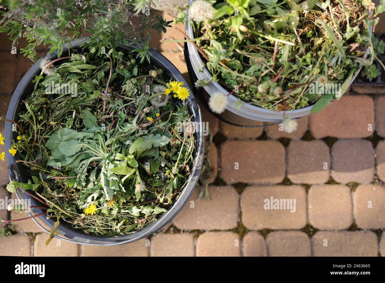 Zwei Garteneimer voller Unkraut nach dem Jäten des Gartens. Frühlingsgarten Rasenpflege und Unkrautbekämpfung Stockfoto