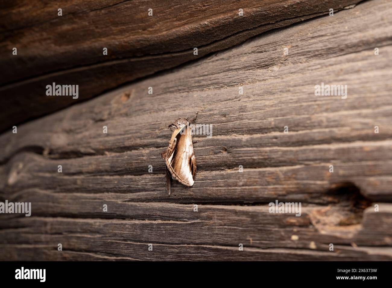Pheosia gnoma Familie Notodontidae Gattung Pheosia Lesser schlucken prominente Motte wilde Natur Insektenfotografie, Bild, Tapete Stockfoto