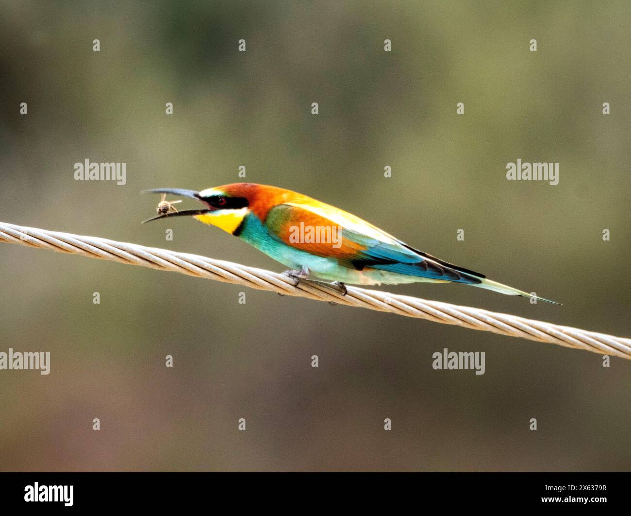 Farbenfroher europäischer Bienenfresser (Merops apiaster) mit Biene an Stromleitung. Androlikou, Zypern Stockfoto