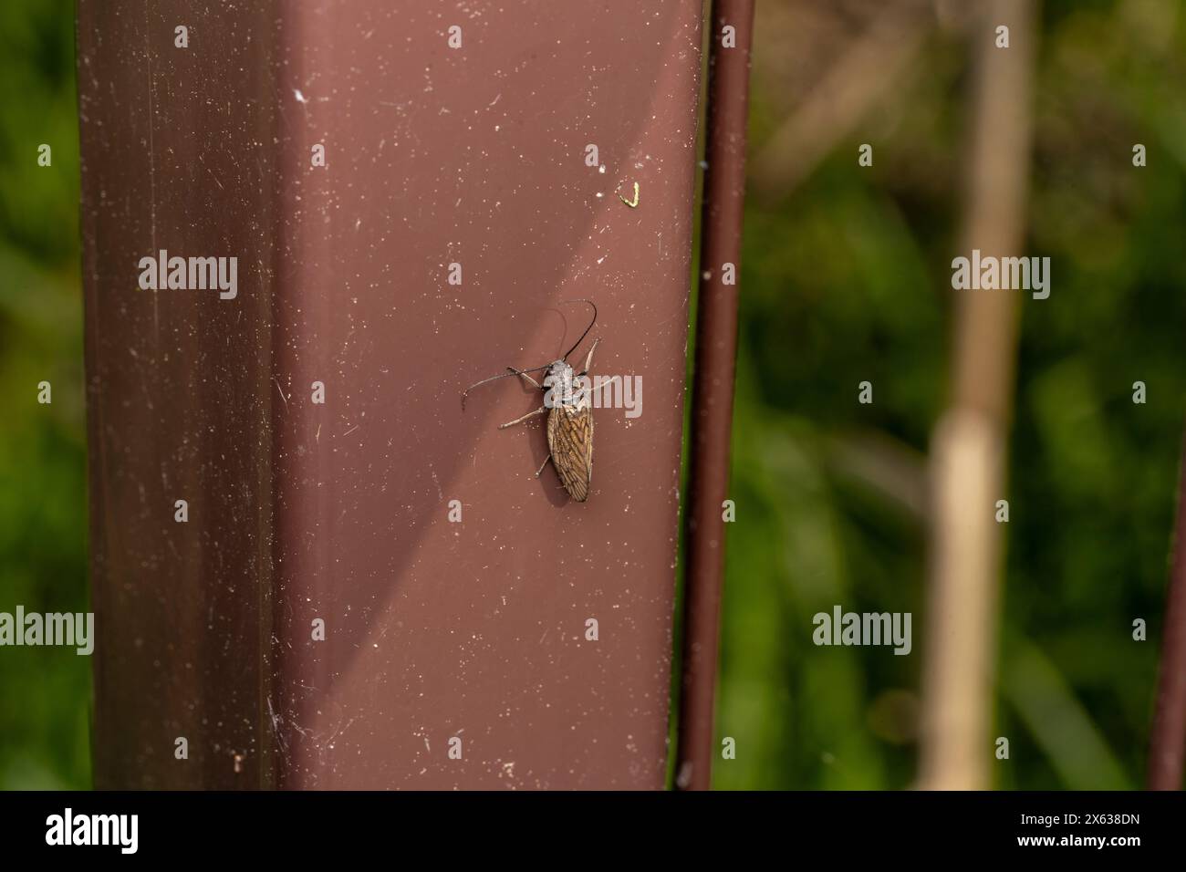 Familie Sialidae Gattung Sialis Holarktische Alderfliege wilde Natur Insekten Tapete, Bild, Fotografie Stockfoto