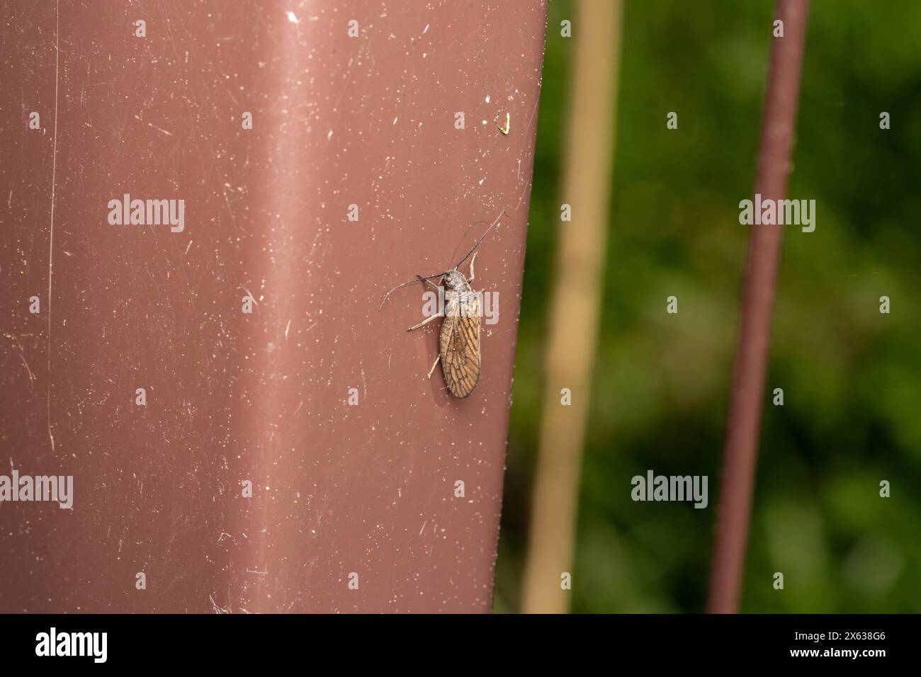 Familie Sialidae Gattung Sialis Holarktische Alderfliege wilde Natur Insekten Tapete, Bild, Fotografie Stockfoto