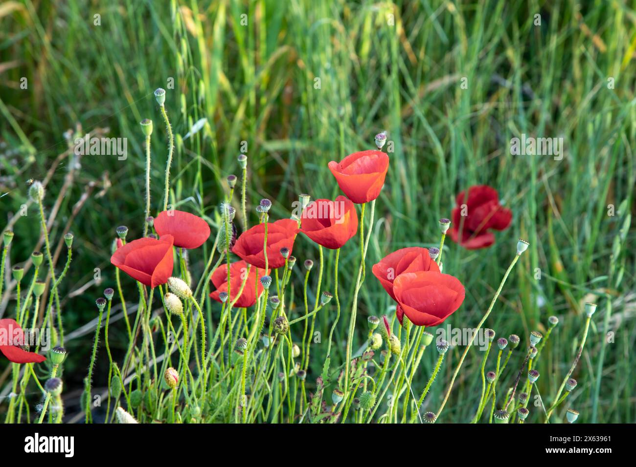 Mohnblumen im Gras, beleuchtet von der untergehenden Sonne Stockfoto