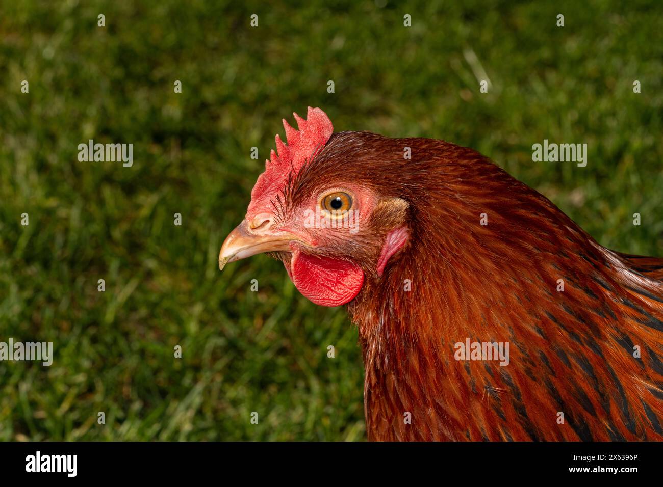 Gallus gallus domesticus Familie Phasianidae Gattung Gallus Huhn in hellen Farben Stockfoto