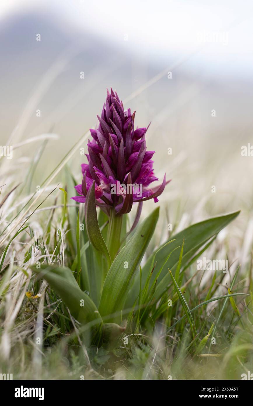 Wilde Orchideen, Dactylorhiza sambucina oder die ältere Orchidee in den Abruzzen, Italien Stockfoto