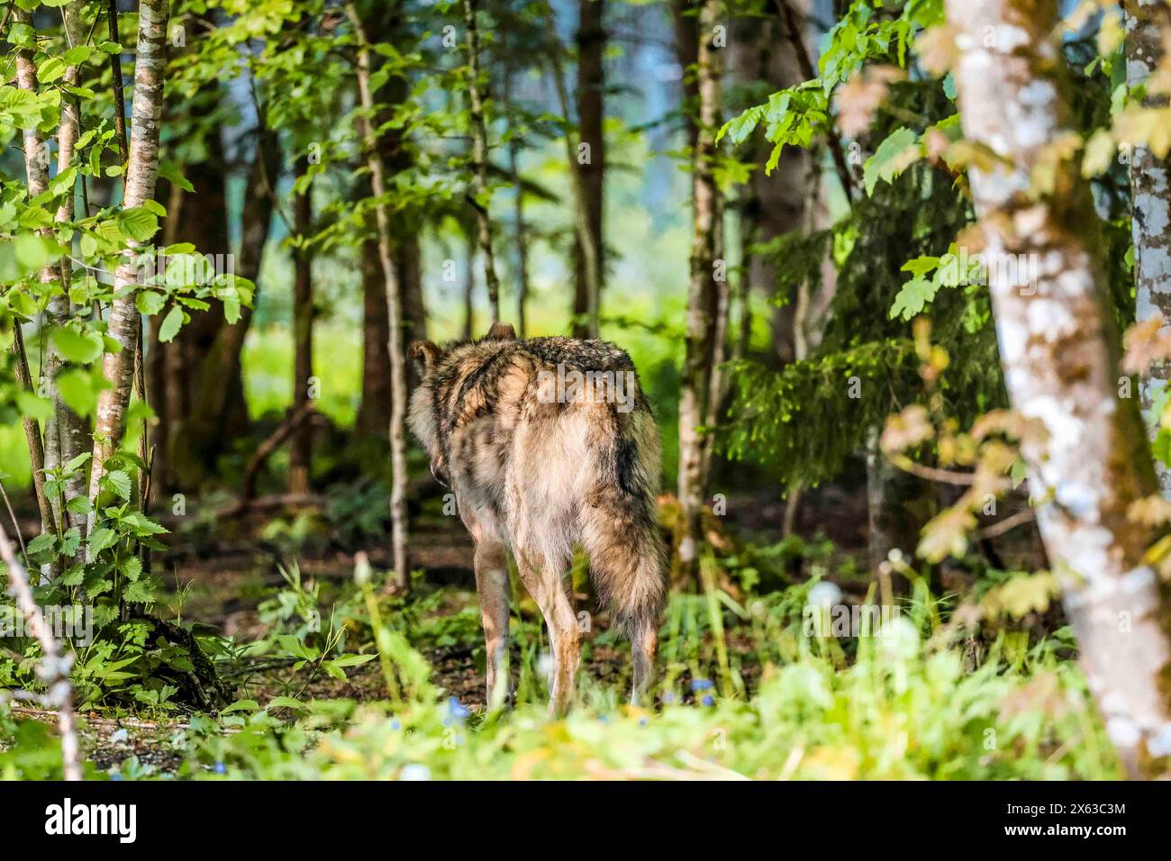 12.05.2024, Gruenau im Almtal, AUT, unterwegs in Oberösterreich, Fototermin,Verschiedene Themenbilder, Themenbild, Reportage, ARCHIVFOTO, TIERE, im Bild WOLF, Woelfe, Wolf, Raubtier, Wölfe, Woelfe, Tier, Tiere, ein Wolf in der Abendsonne im Wald, Spaziergang, Beutezug, Beute, Wolfsriss, *** 12 05 2024, Gruenau im Almtal, AUT, unterwegs in Oberösterreich, Fotoshooting, verschiedene Themenbilder, Themenbild, Reportage, ARCHIVFOTO, TIERE, im Bild WOLF, Wölfe, Wolf, Raubtier, Wölfe, Wölfe, Tiere, Ein Wolf in der Abendsonne im Wald, spazieren, Beute, Beute, Wolfszerrung, Stockfoto