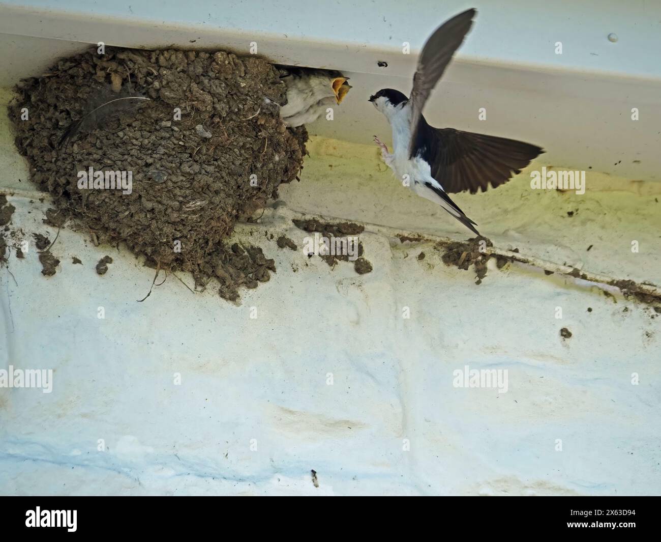 Erwachsenes Haus Martin (Delichon urbicum) fliegt ein- und auswärts, um eifrige Küken im Schlammnest unter der Dachtraufe zu füttern, hauptsächlich Marienkäfer, und verschüttete einige Stockfoto