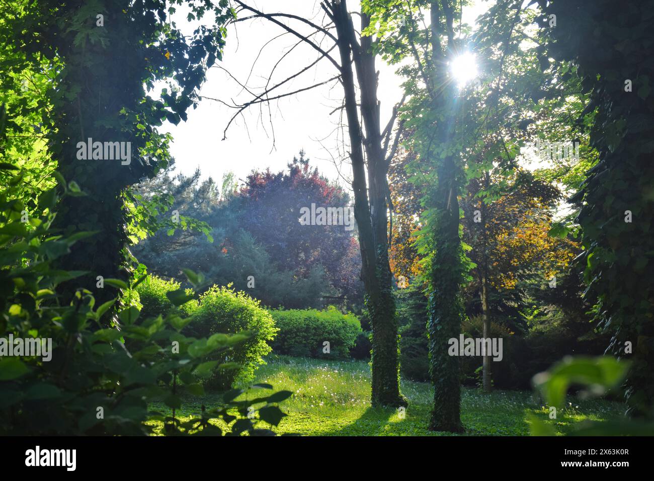 Wunderschönes, verschwommenes Hintergrundbild der Natur des Frühlings mit einem gepflegten Rasen umgeben Stockfoto