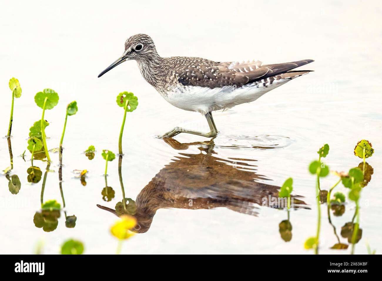 Einsame Sandpiper (Tringa solitaria) - Wakodahatchee Wetlands, Delray Beach, Florida, USA Stockfoto