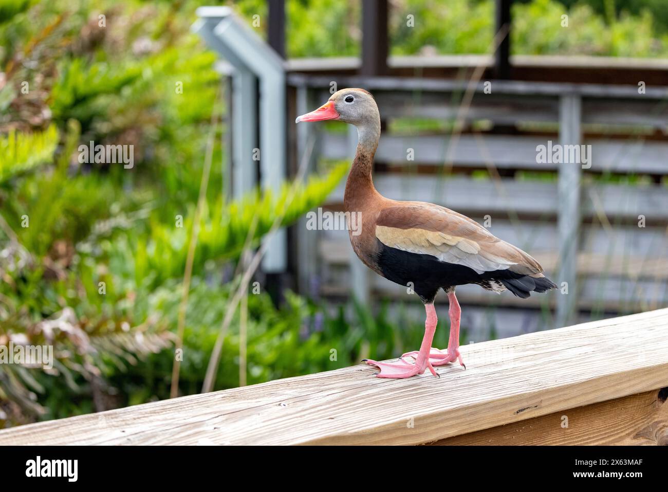 Schwarzbauchente (Dendrocygna autumnalis) - Green Cay Wetlands, Boynton Beach, Florida, USA Stockfoto