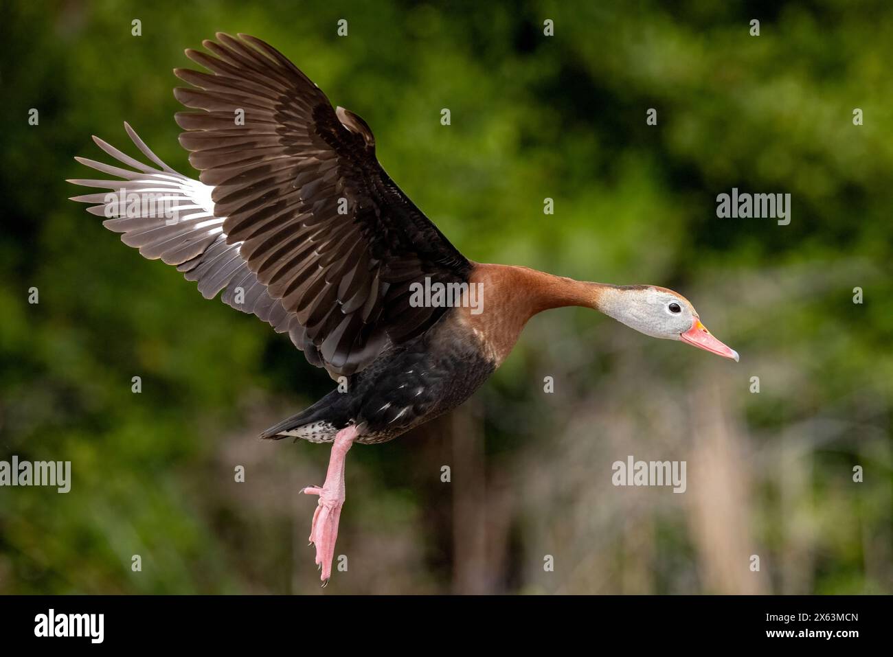 Schwarzbauchente (Dendrocygna autumnalis) im Flug - Green Cay Wetlands, Boynton Beach, Florida, USA Stockfoto