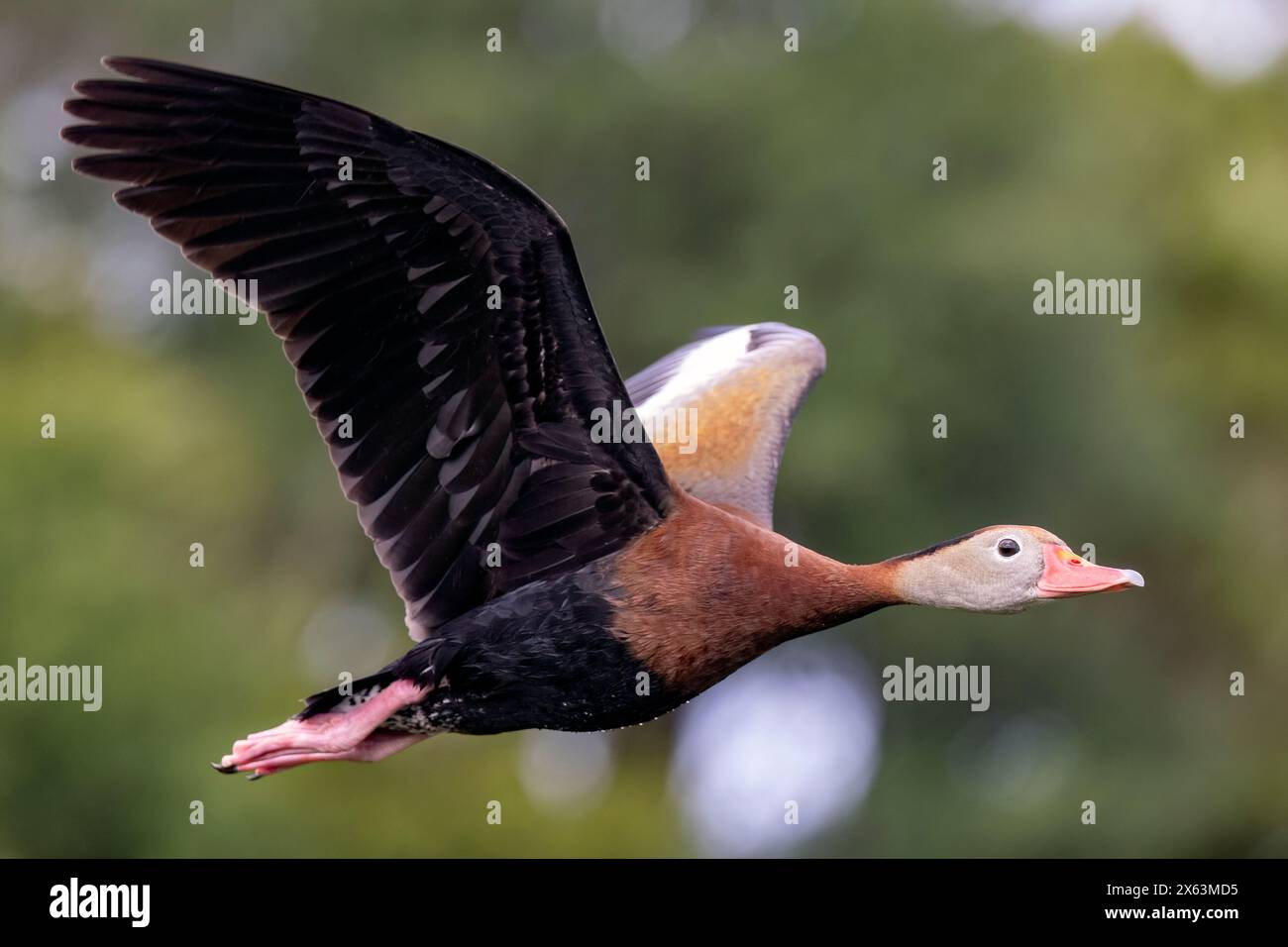Schwarzbauchente (Dendrocygna autumnalis) im Flug - Green Cay Wetlands, Boynton Beach, Florida, USA Stockfoto