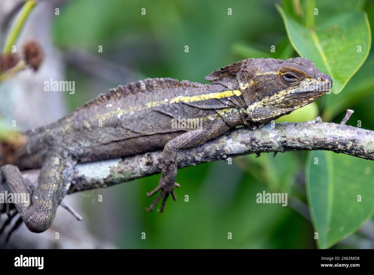 Braun Basilisk (Basiliscus vittatus) - Green Cay Feuchtgebiete, Boynton Beach, Florida, USA Stockfoto