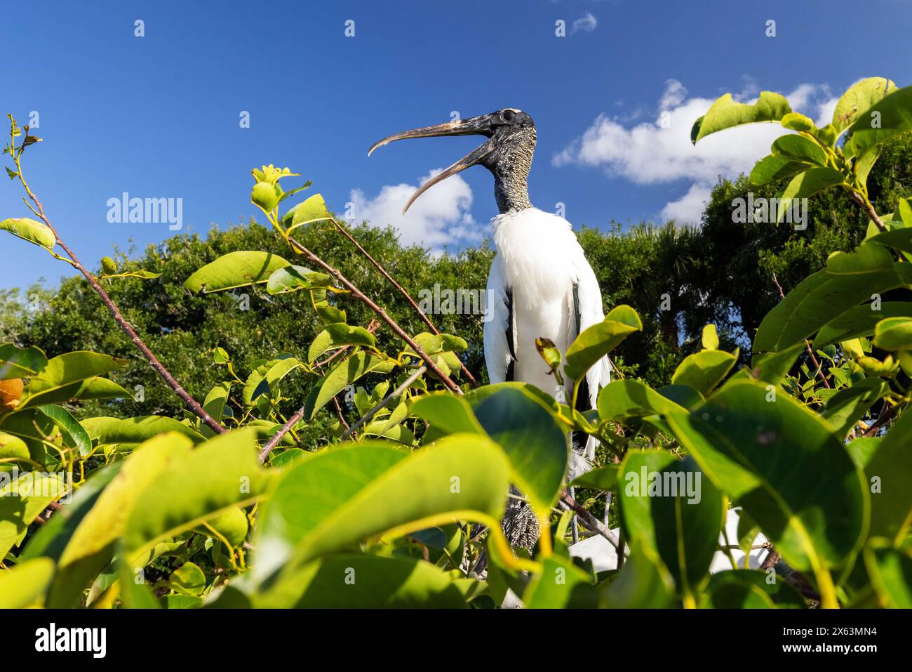 Holzstorch (Mycteria americana) - Wakodahatchee Wetlands, Delray Beach, Florida, USA Stockfoto