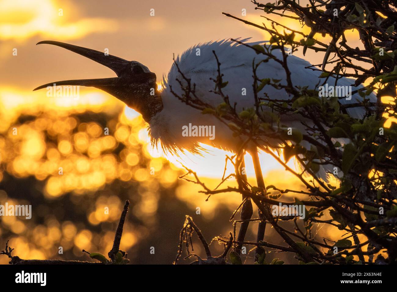 Holzstorch (Mycteria americana) Silhouette bei Sonnenaufgang - Wakodahatchee Wetlands, Delray Beach, Florida, USA Stockfoto