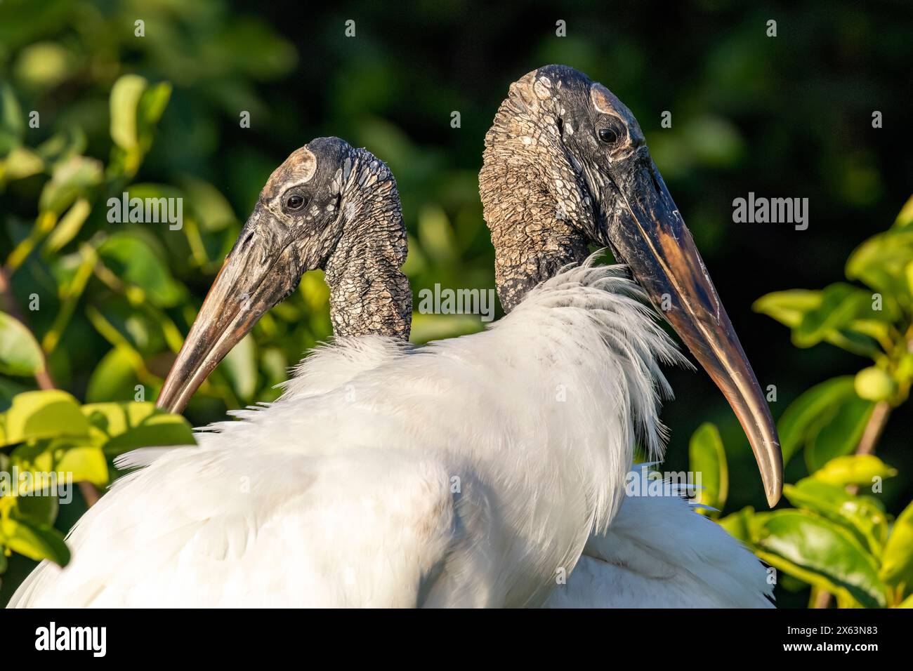 Holzstorch (Mycteria americana) Brutpaar auf Nest - Wakodahatchee Wetlands, Delray Beach, Florida, USA Stockfoto