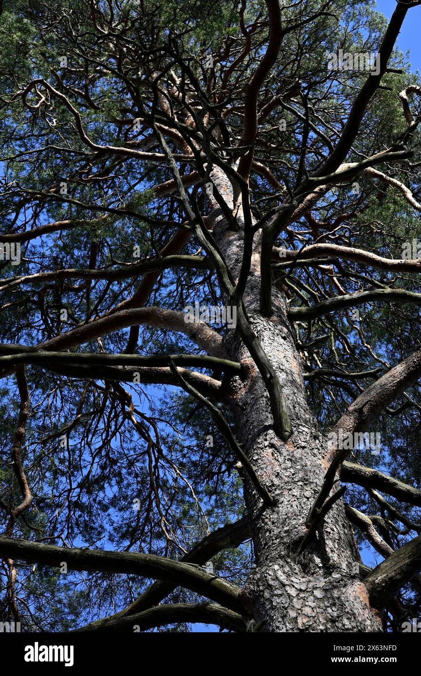 Die überragende Ansicht eines großen Baumes von unten mit Blick auf seine komplexen Äste, die sich bis zum blauen Himmel erstrecken Stockfoto