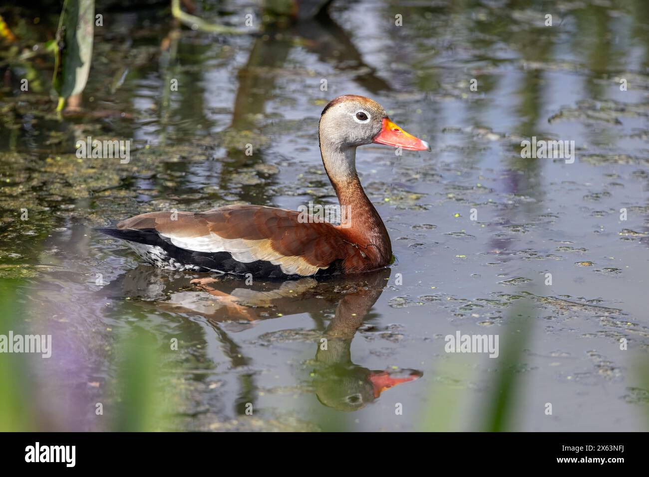 Schwarzbauchente (Dendrocygna autumnalis) - Green Cay Wetlands, Boynton Beach, Florida, USA Stockfoto