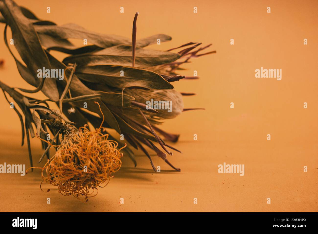 Trockene exotische Pflanzen mit ungewöhnlichen Blüten. Strauß von getrockneten Orangen-Kissen-Protea-Blüte auf beigem Hintergrund mit Platz für Text. Blumenzusammensetzung Stockfoto