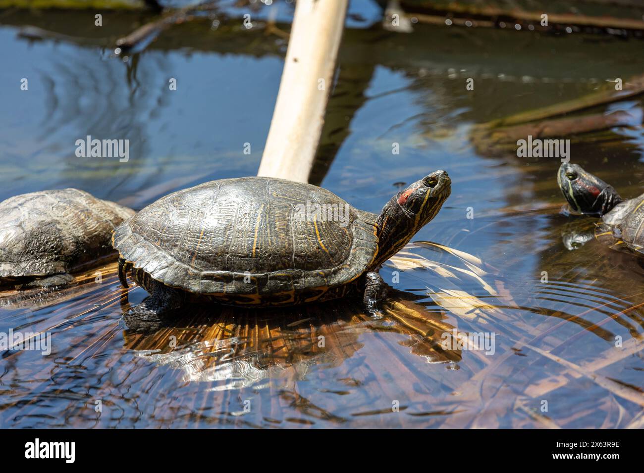 Rotohrschildkröte auf einem Palmblatt im Wasser Stockfoto