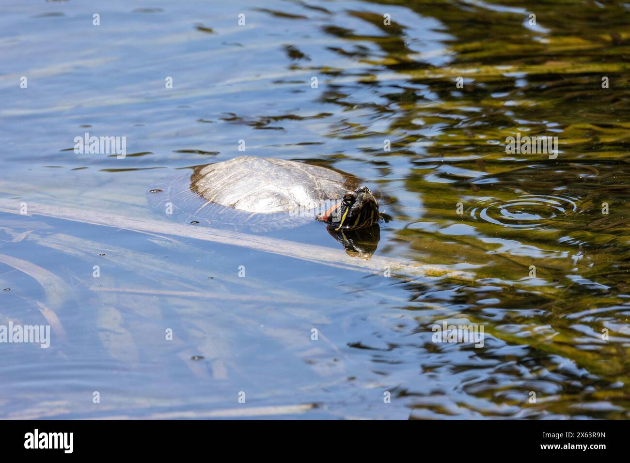 Rotohr-Gleitschildkröte schwimmt im Wasser Stockfoto