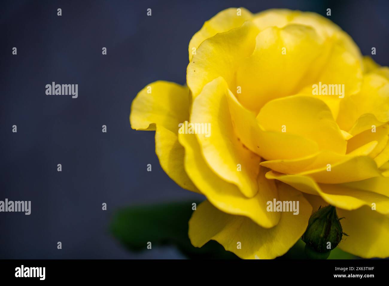 Nahaufnahme von Yellow Rose blüht Stockfoto