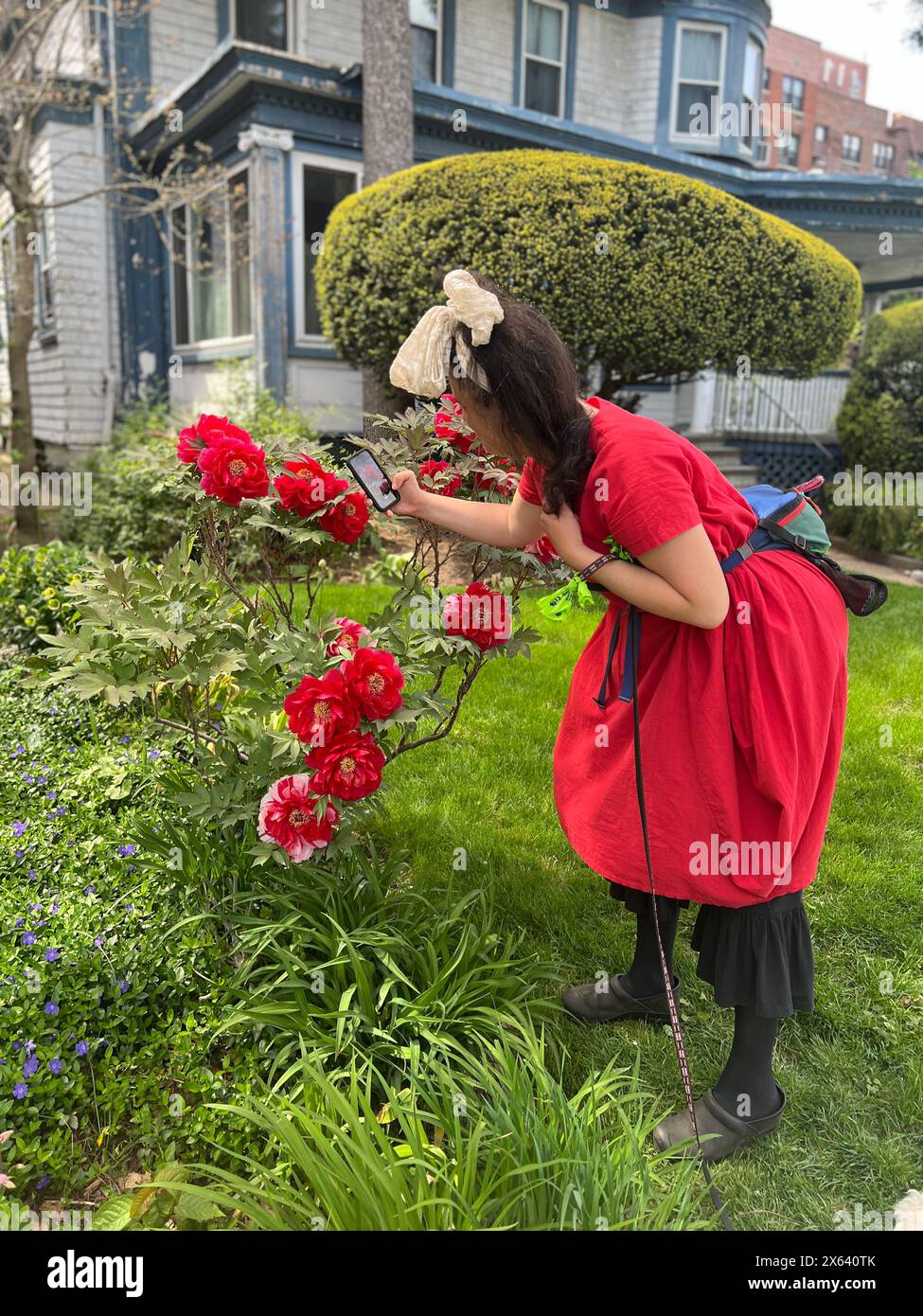 Machen Sie ein Foto von schönen roten Pfingstrosen in einem Garten im Viertel Ditmas Park in Brooklyn, New York. Stockfoto