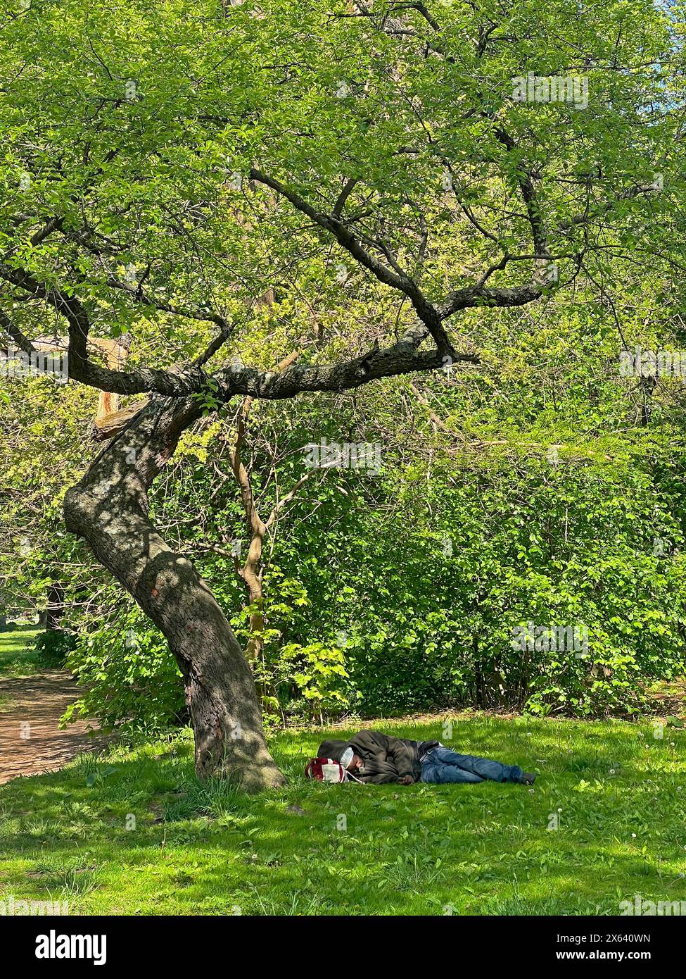Obdachloser schläft im Frühjahr im Prospect Park, Brooklyn, New York unter einem Blacxk Cherry Tree. Stockfoto