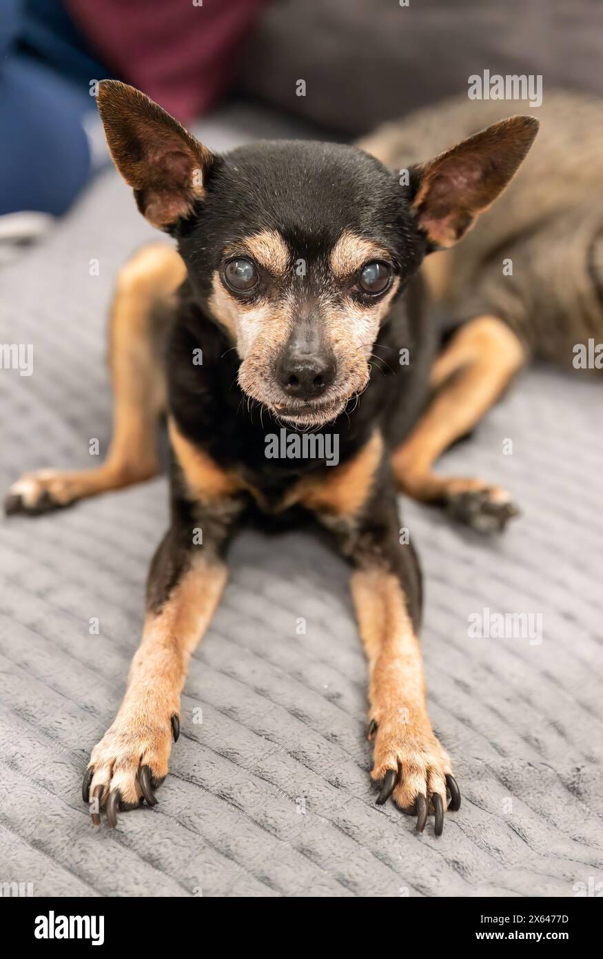 18 Jahre alter Hundespielzeug-Terrier sitzt wegen Arthritis falsch Stockfoto