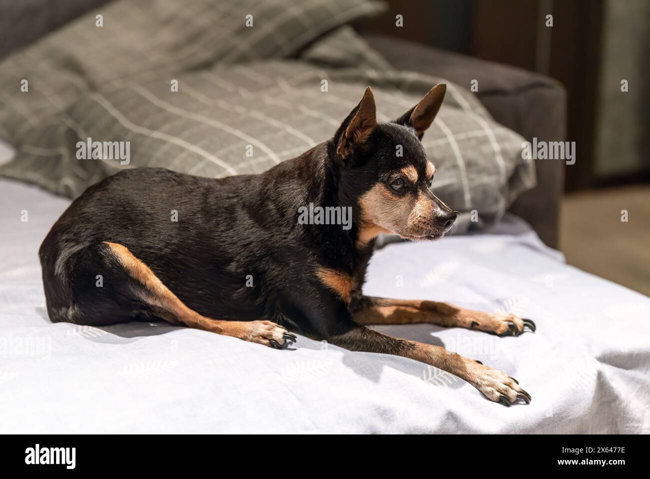 18 Jahre alter Hundespielzeug-Terrier sitzt wegen Arthritis falsch Stockfoto