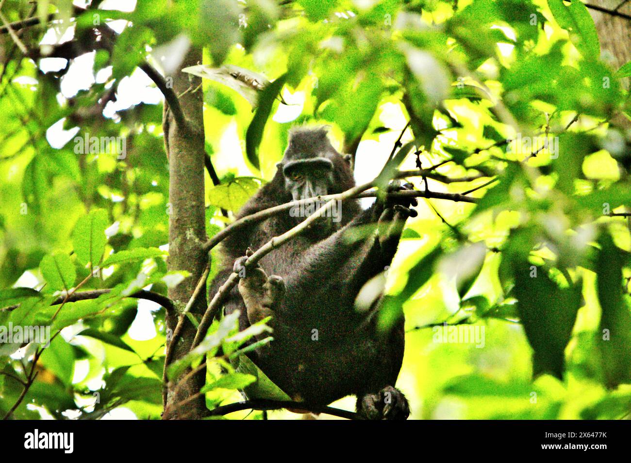 Ein Schwarzkäppchen (Macaca nigra) ruht auf einem Baum im Tangkoko-Wald in Nord-Sulawesi, Indonesien. Haubenmakaken sind stark auf intakten Reifen Wäldern angewiesen, während Sekundärwälder für diese Art weniger geeignet sind, so Primatologen in einem Forschungspapier, das in der August-Ausgabe 2023 des International Journal of Primatology veröffentlicht wurde. Derzeit haben etwa ein Viertel der Primatenbereiche Temperaturen über historischen, wie ein anderes Wissenschaftlerteam zeigte. Tangkoko Wald, ein Schutzgebiet, in dem Makaken leben, leidet unter Temperaturanstieg um bis zu... Stockfoto