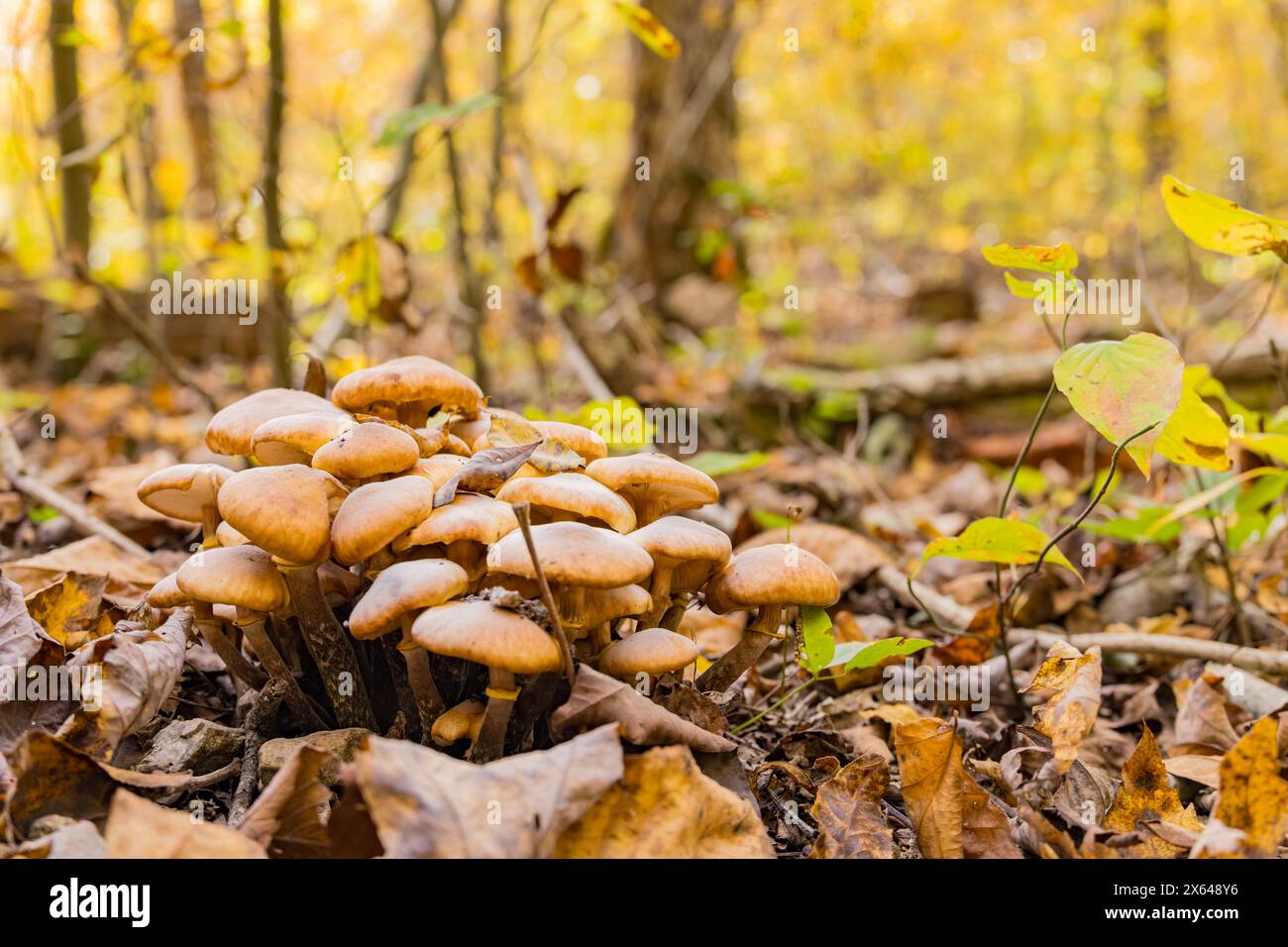 Nahaufnahme eines Pilzes in Arkansas Stockfoto