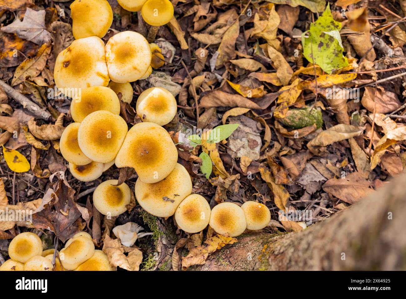 Nahaufnahme eines Pilzes in Arkansas Stockfoto