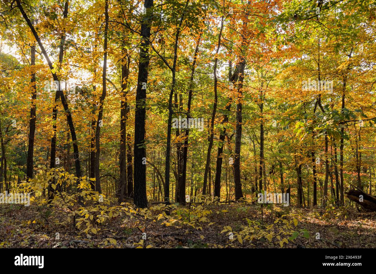 Sonniger Blick auf die wunderschöne Herbstfarbe des Hobbs State Park-Conservation Area in Arkansas Stockfoto