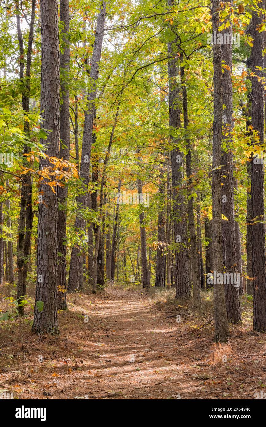 Sonniger Blick auf die wunderschöne Herbstfarbe des Hobbs State Park-Conservation Area in Arkansas Stockfoto