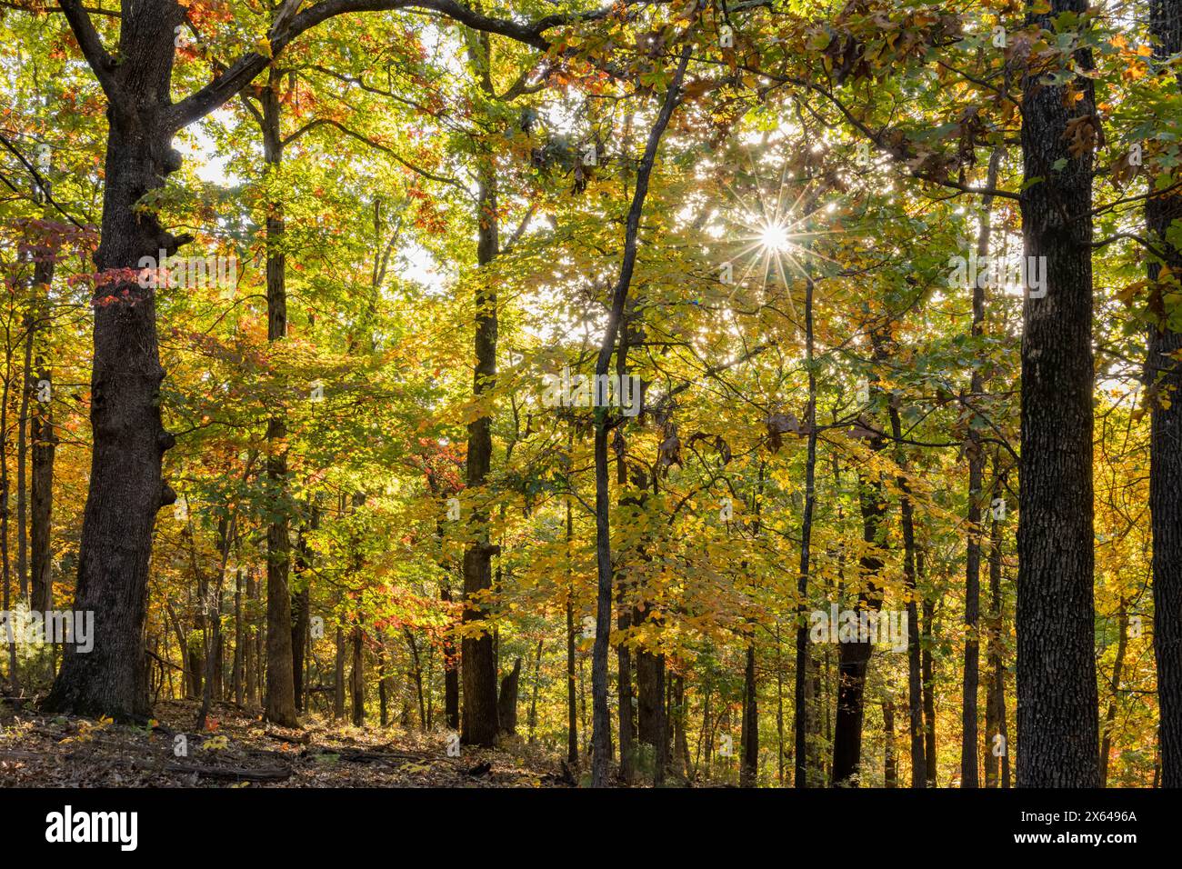 Sonniger Blick auf die wunderschöne Herbstfarbe des Hobbs State Park-Conservation Area in Arkansas Stockfoto