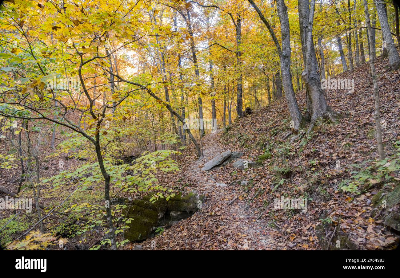 Sonniger Blick auf die wunderschöne Herbstfarbe des Hobbs State Park-Conservation Area in Arkansas Stockfoto