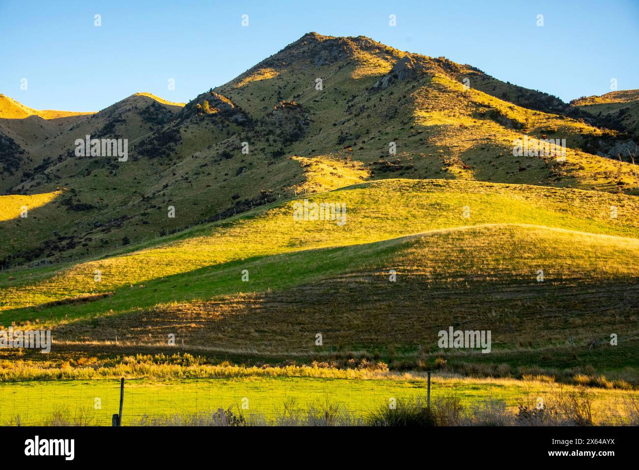 Grüne Weide in der Region Southland - Neuseeland Stockfoto