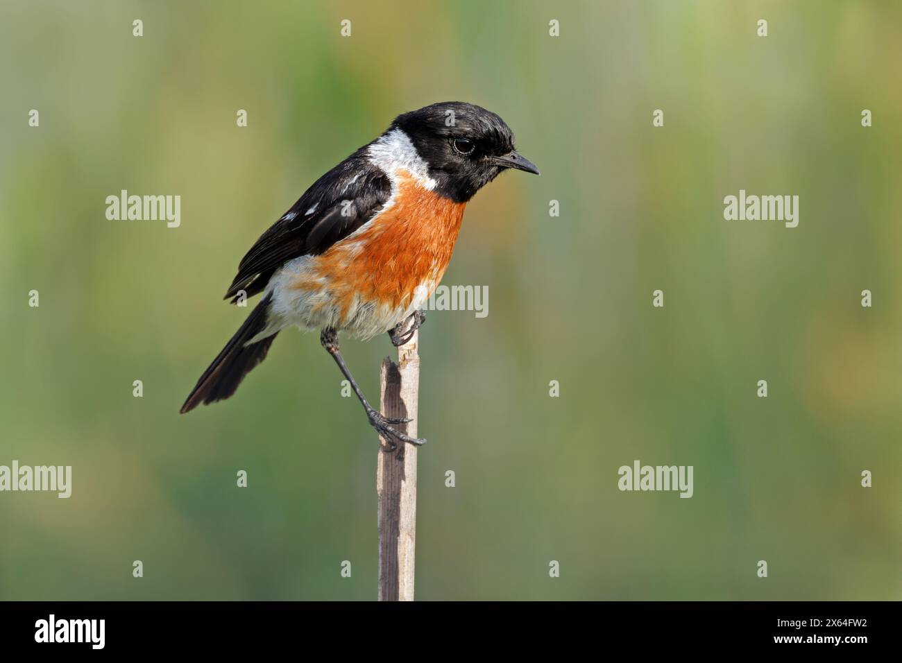 Ein männlicher afrikanischer Steinechat (Saxicola torquatus), der auf einem Ast in Südafrika thront Stockfoto