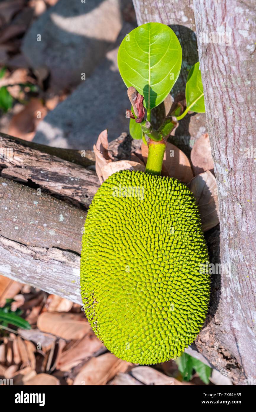 Grüne Jack-Frucht. Riesige Jack-Frucht wächst im Baum, tropischer Obstgarten in Vietnam. Jack Frucht und grüne Blätter auf dem Baum mit selektivem Fokus und Stockfoto