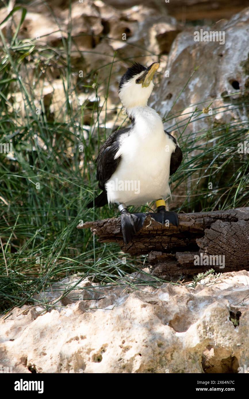 Der Rattenkormorant ist ein mittelgroßer Vogel mit schwarzen Flügeln und schwarzem Schwanz. Es hat ein weißes Gesicht und eine weiße Brust. Stockfoto