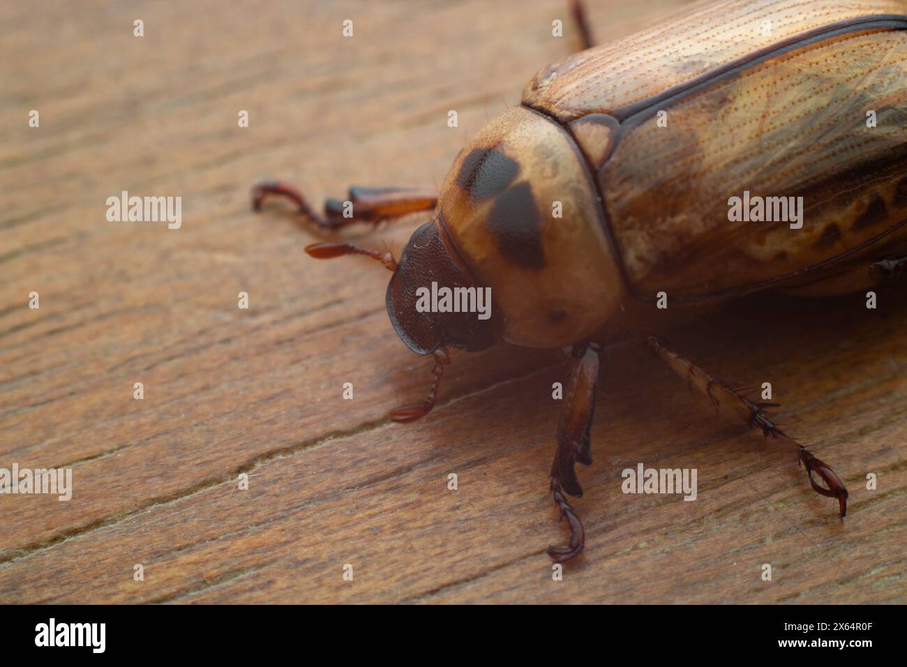 Maskierter Chafer aus der Gattung Cyclocephala auf dem Holztisch, einer der Schädlinge, die sich während des Larvenstadiums von den Wurzeln des Grases ernähren. Stockfoto