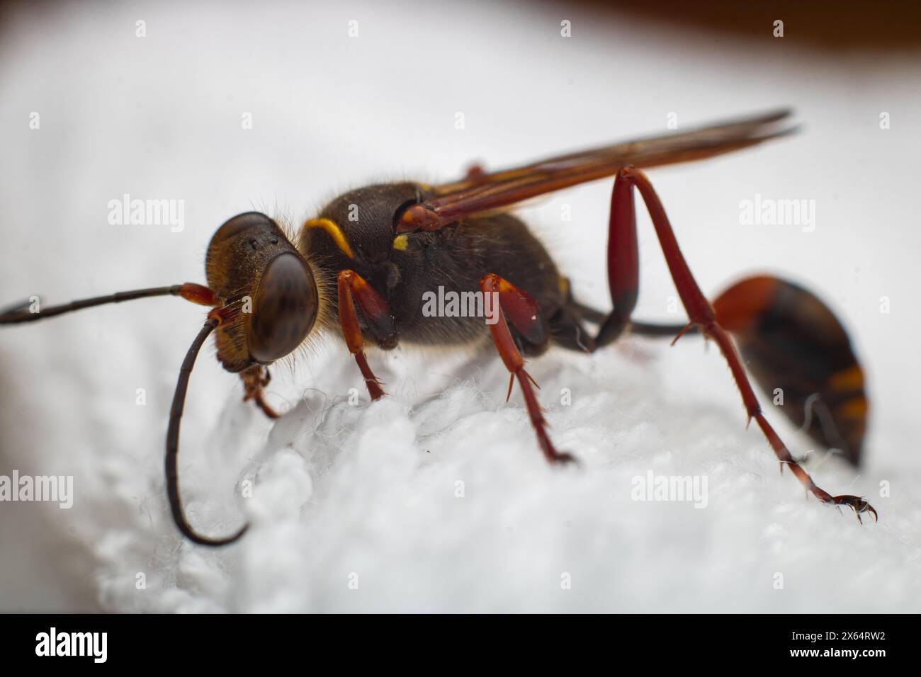 Eine sterbende Wespe von Sceliphron curvatum, auch bekannt als asiatische Schlammwespe, ist ein Insekt der Gattung Sceliphron auf dem weißen Tuch Stockfoto