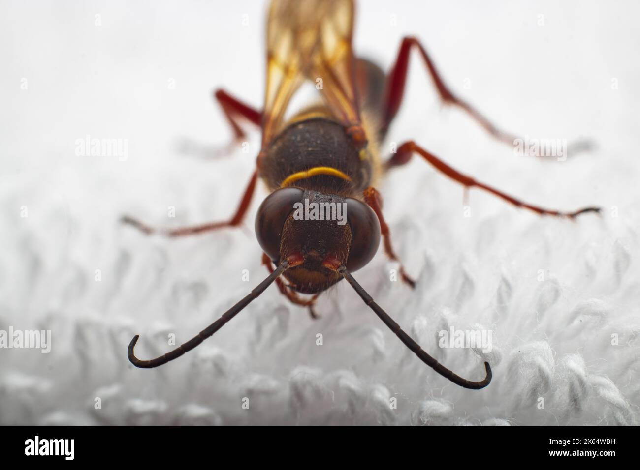 Eine sterbende Wespe von Sceliphron curvatum, auch bekannt als asiatische Schlammwespe, ist ein Insekt der Gattung Sceliphron auf dem weißen Tuch Stockfoto